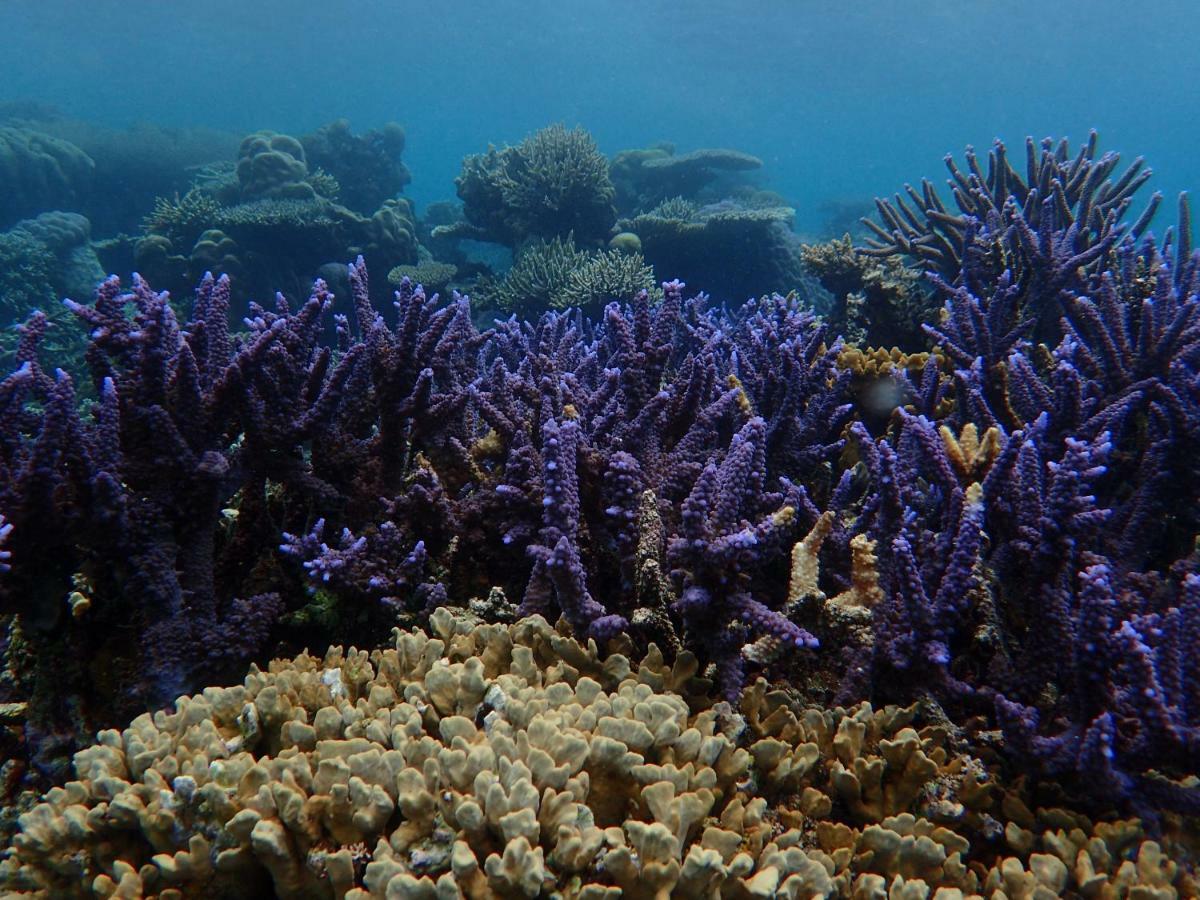 Blue Coral Homestay Karimunjawa Kültér fotó